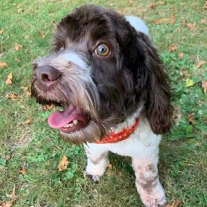 Meet your Posher, Henry